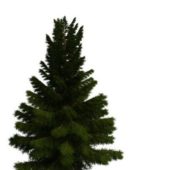 Nature Green Coniferous Pine Tree