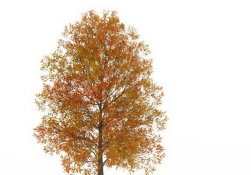 European Autumn Poplar Tree V1