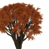 European Red Maple Tree