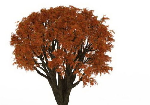 European Red Maple Tree