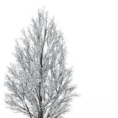 European Winter Tree