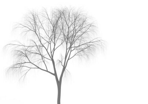 Winter Nature Tree
