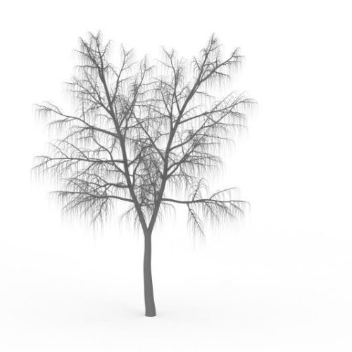 American Winter Tree