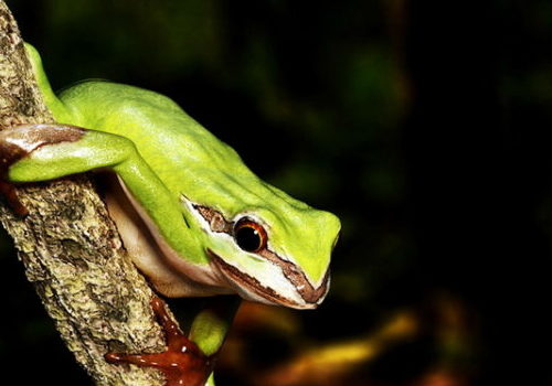 Green Tree Frog Animal