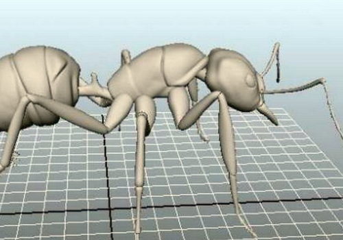 Wild Animal Big Ant