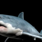 Scary Sea Shark