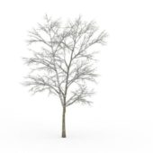 American Snow Tree