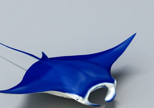 Blue Manta Ray Animal