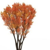 Wild Autumn Tree