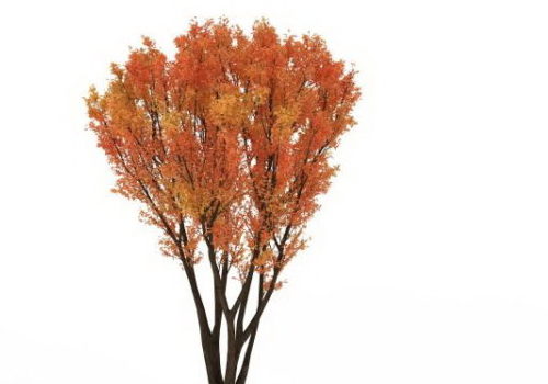 Wild Autumn Tree