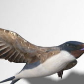 Swallow Bird Animal V1