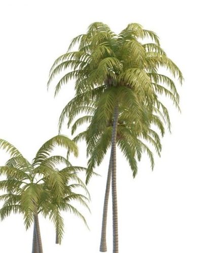 Tropical Coconut Green Trees