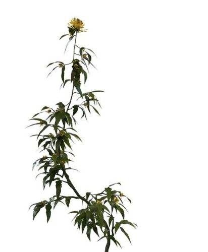 Yellow Flowering Shrubs Plant