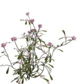 Pink Flowering Shrubs Plant