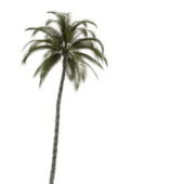 Tall Palm Green Tree