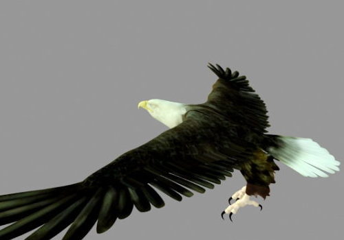Bald Eagle Bird Animal