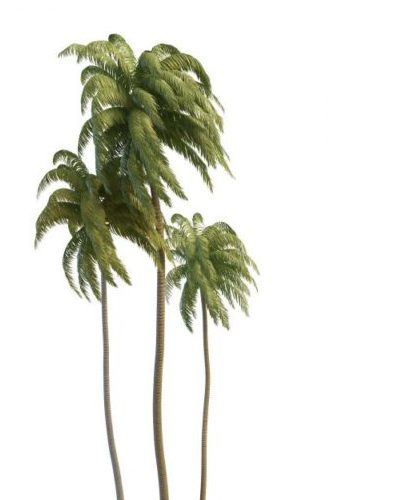 Green Tall Coconut Palm Trees