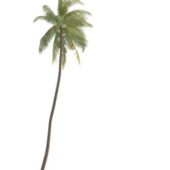 Green Tall Palm Tree