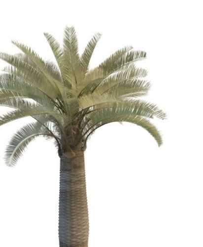 Green Date Palm Tree