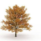 European Fall Color Tree