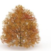 European Autumn Tree