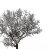 European Winter Snow Tree