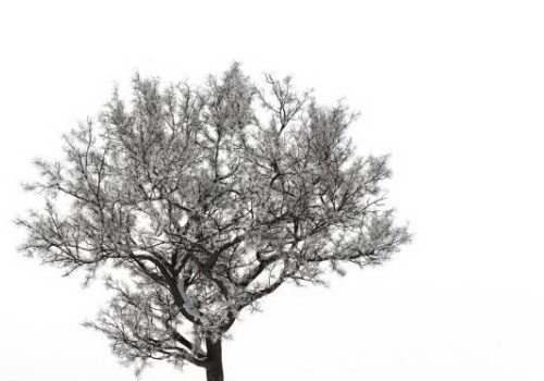 European Winter Snow Tree