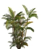 Areca Palm Plant Tree