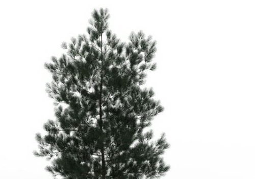 White Spruce Nature Tree