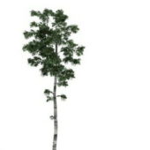 Green Tall Birch Tree