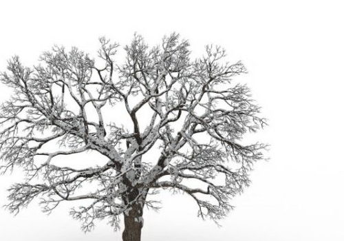 European Snowy Bare Tree