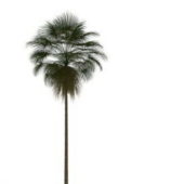 Tall Palm Wild Tree