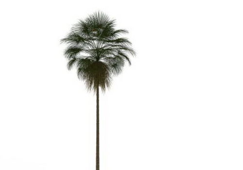 Tall Palm Wild Tree
