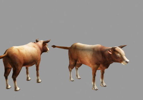 Farm Beef Cattle