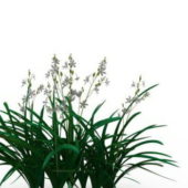 Green Cymbidium Orchid Plant