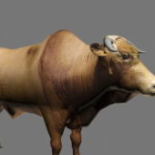 Realistic Brahman Cattle