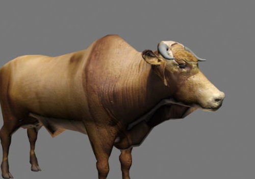 Realistic Brahman Cattle