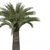 Garden California Palm Tree