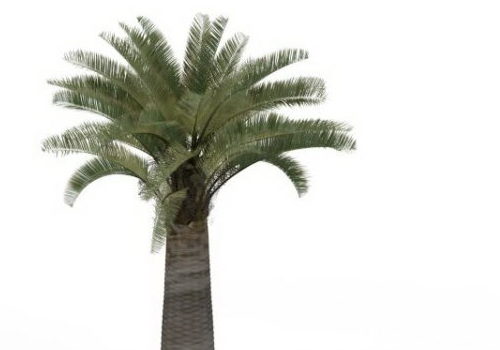 Garden California Palm Tree