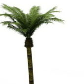 Garden Date Palm Tree