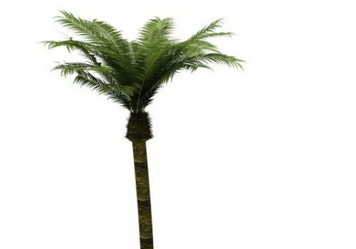 Garden Date Palm Tree