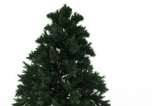 Green Leyland Cypress Tree