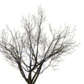 Dry Branches Winter Tree