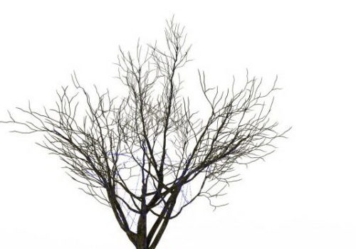 Dry Branches Winter Tree