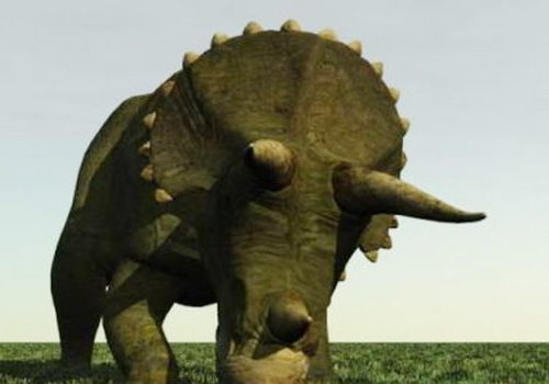 Pre-history Triceratops Dinosaur