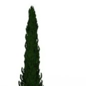Green Spruce Tree