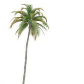 Island Tall Palm Tree V1