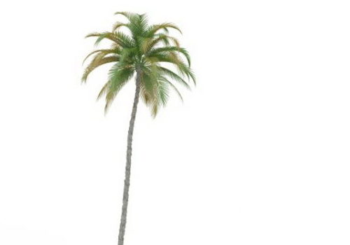 Island Tall Palm Tree V1
