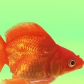 Aquarium Goldfish Animated