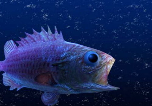Abyssal Sea Fish